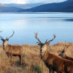 Achnacarry Loch Arcaig stags 150x150