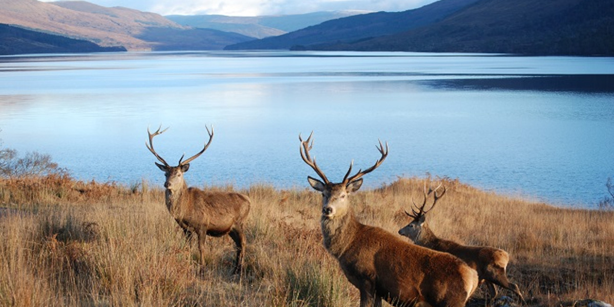 Achnacarry Loch Arcaig stags