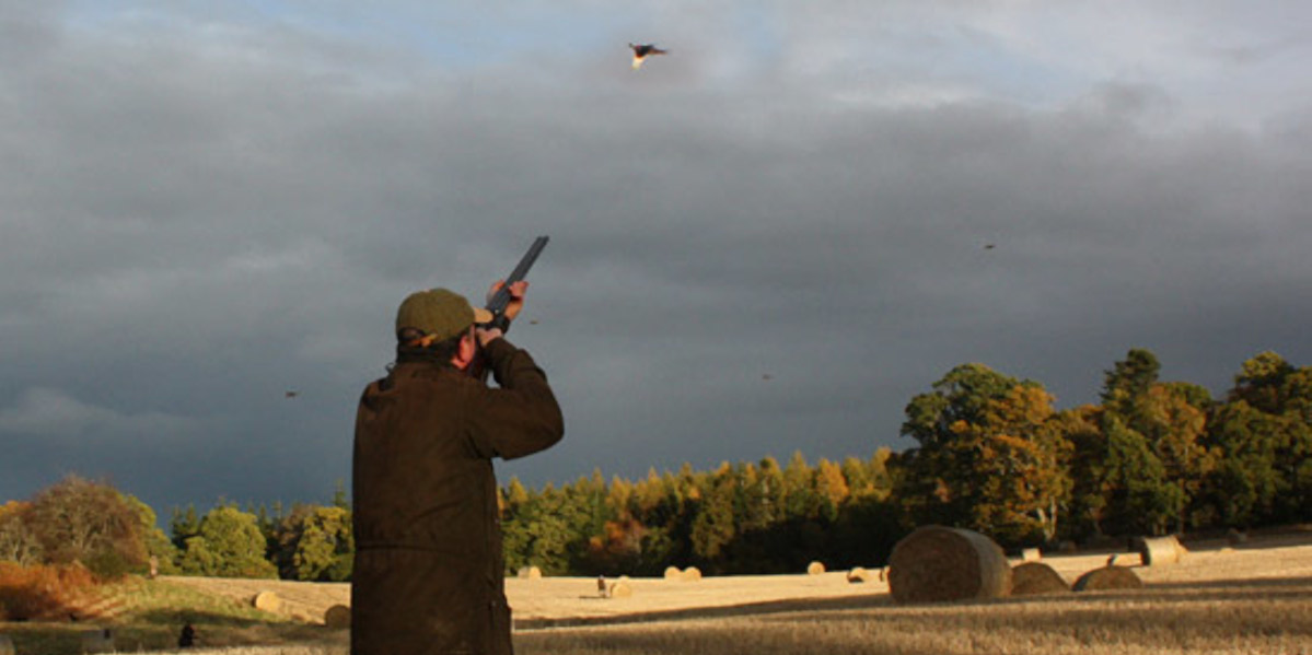 Altyre pheasant shoot