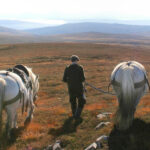 Atholl Ponies walking home 150x150