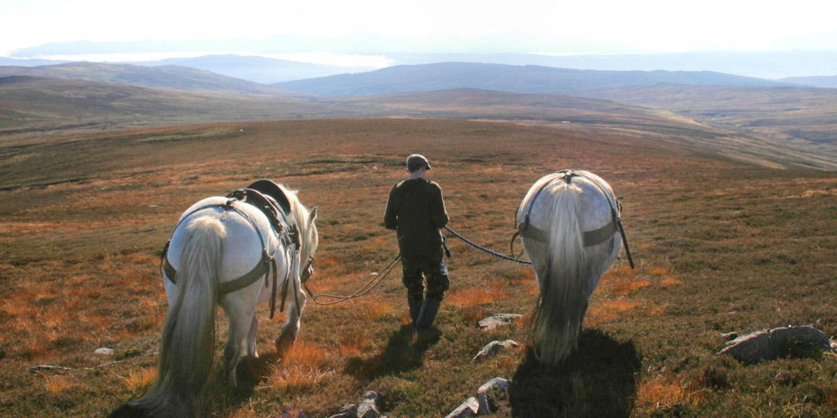 Atholl Ponies walking home
