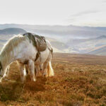 Atholl pony on hill 150x150