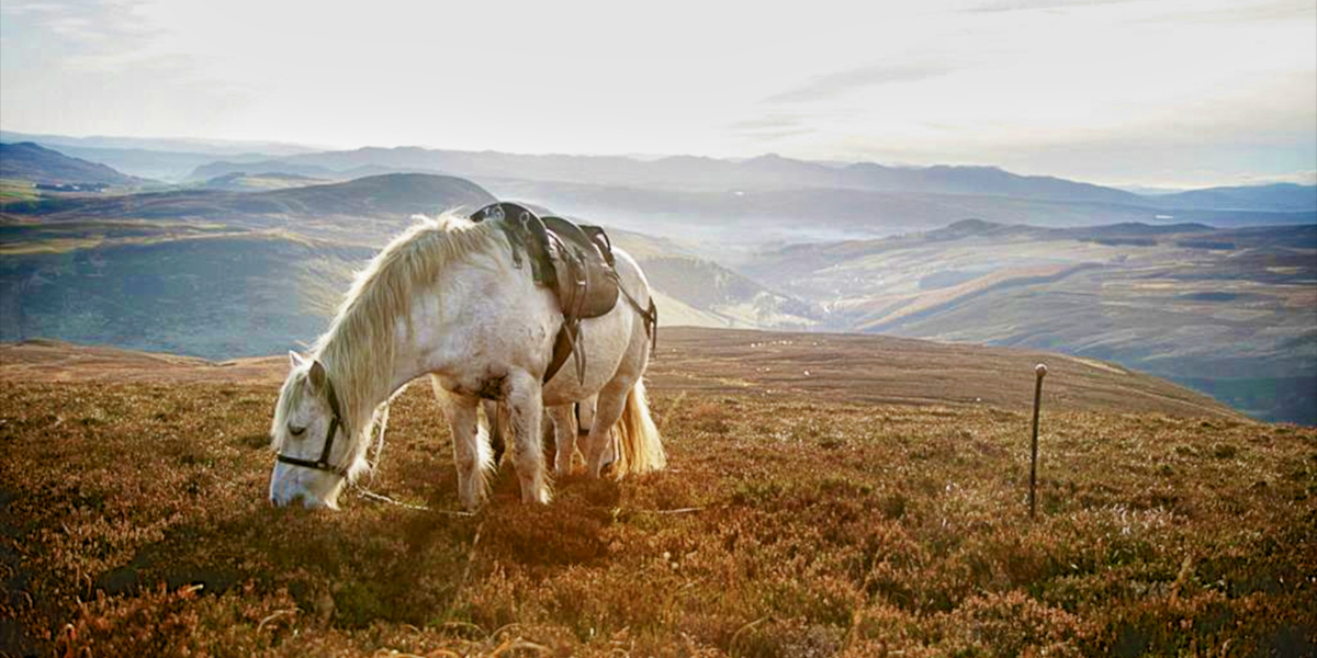 Atholl pony on hill