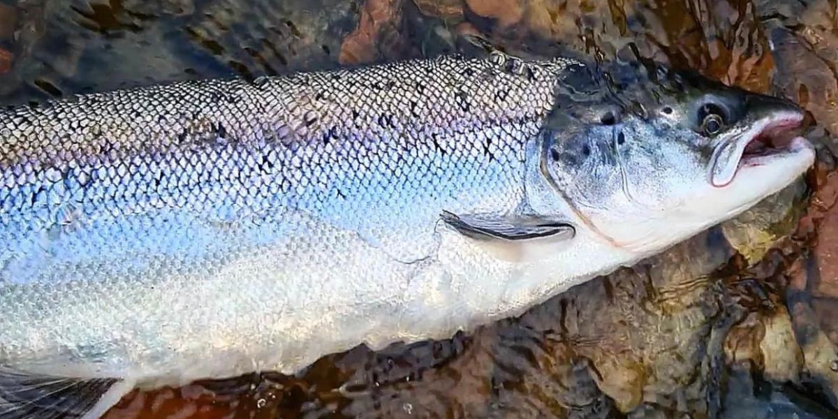 BIG BACK BANNER 2022 06 28T143330.019