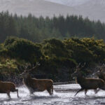 Benmore stags 150x150