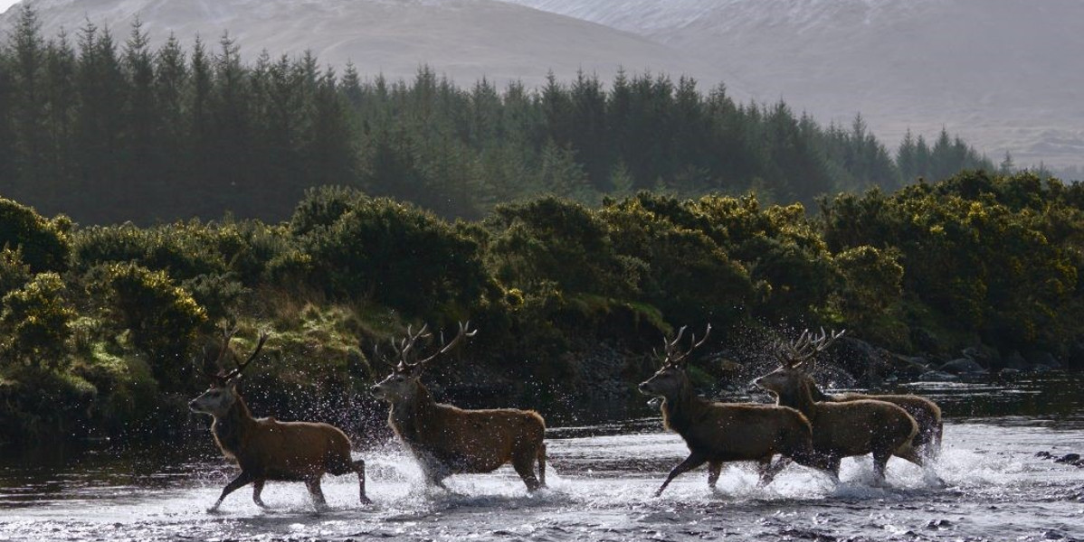 Benmore stags