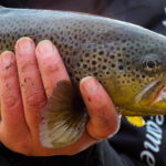 Browntrout134 150x150