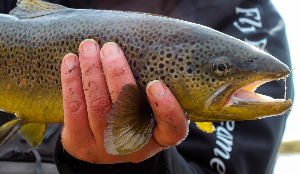 Browntrout134