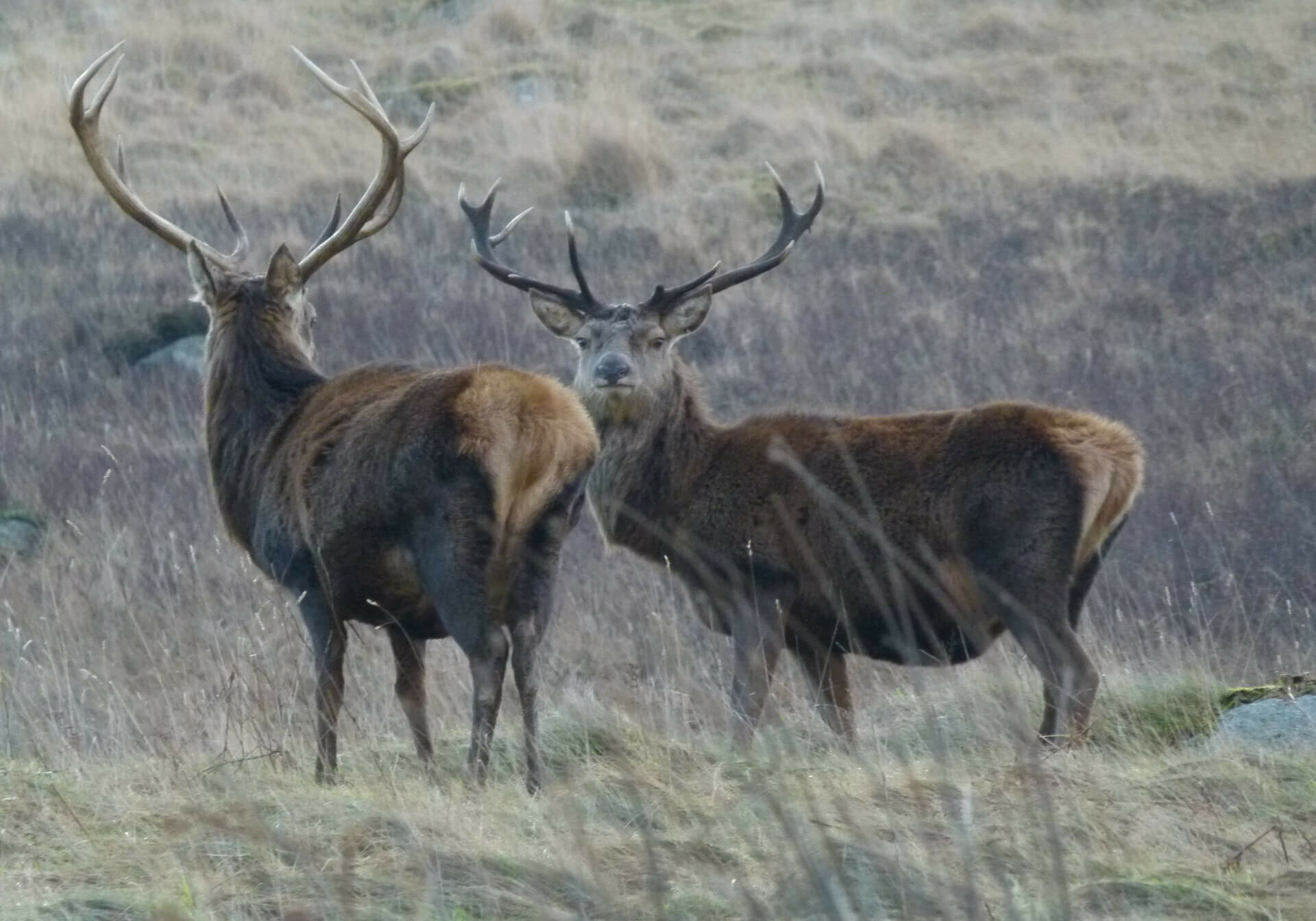 DMG resize 8 2 landscape 59bb98b090fb670a454c3e7bf189c6da 5ae9d4894c5f0