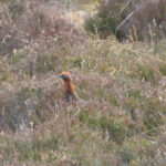 Edinglassie Scottish red grouse 150x150