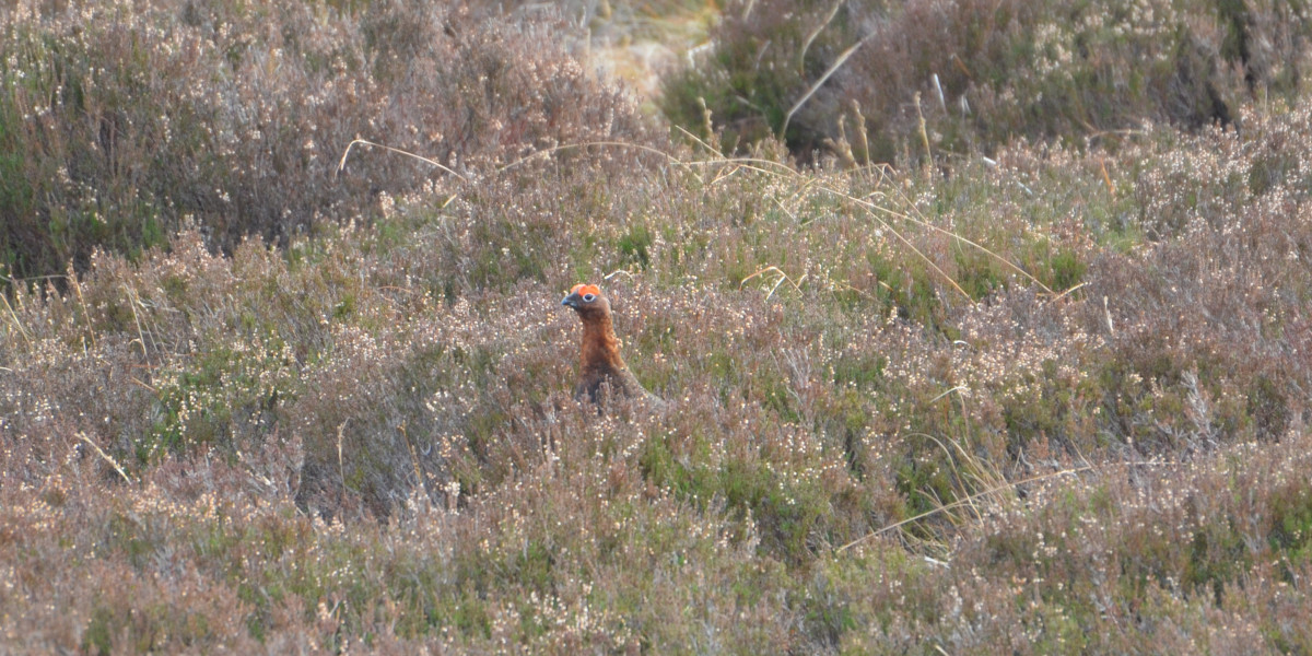Edinglassie Scottish red grouse