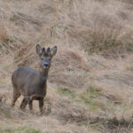 Edinglassie roe buck 150x150