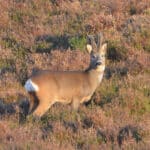 Edinglassie roe buck in heather 150x150