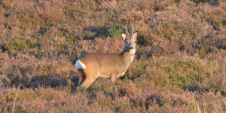 Edinglassie roe buck in heather 768x385