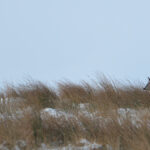Edinglassie roe deer in snow 150x150