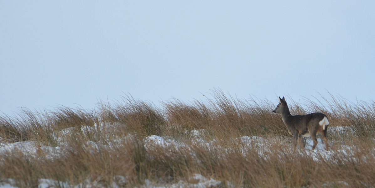 Edinglassie roe deer in snow