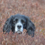 Edinglassie springer in heather 150x150