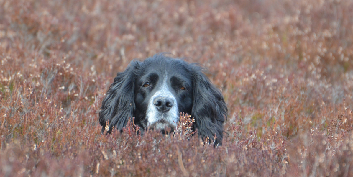 Edinglassie springer in heather