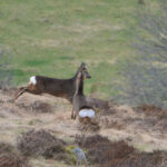 Edinglassie two roe deer 150x150