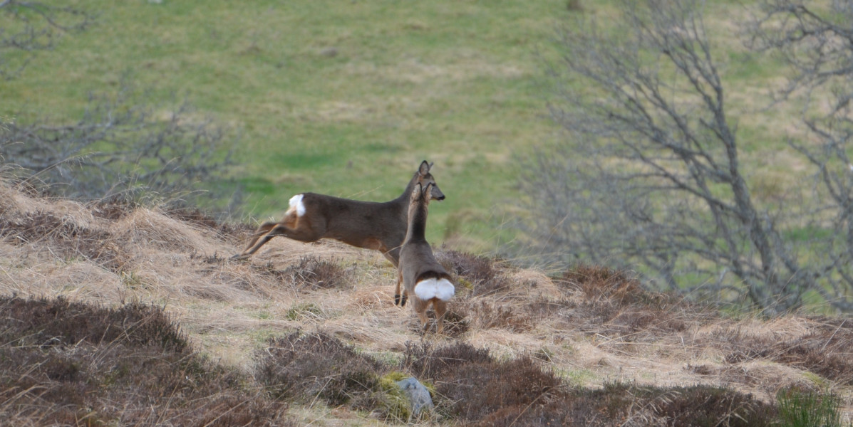 Edinglassie two roe deer