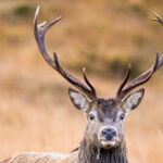 Lude red deer stag 150x150
