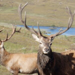 Macintyre and Thomson 2 red stags 150x150