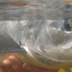 Mansfield estate underwater salmon 150x150