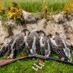 South Uist geese 150x150