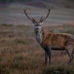 Stag Glenshero 1 150x150