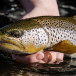 Wild brown trout river don LOWRES 150x150