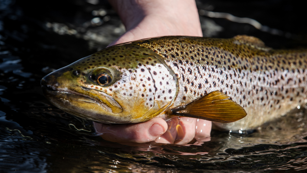 Wild brown trout river don LOWRES