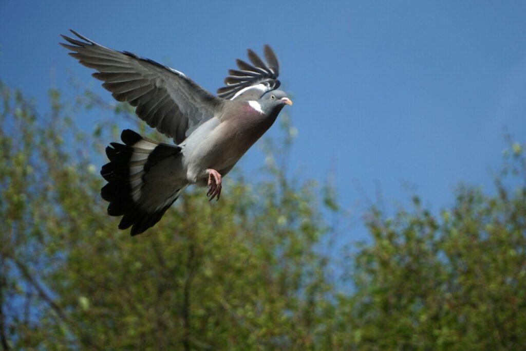 Spring and Summer Pigeon Shooting