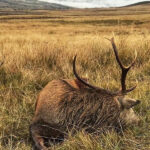 south ayrshire stalking red stag 150x150