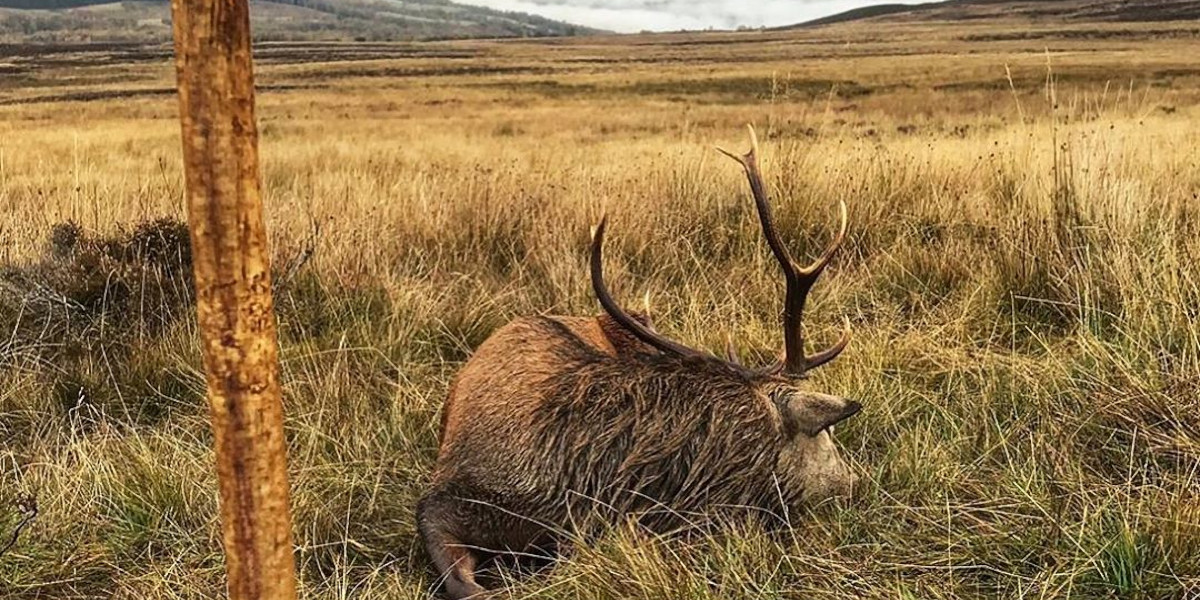 south ayrshire stalking red stag