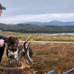 south ayrshire stalking stag dog and rifle 150x150