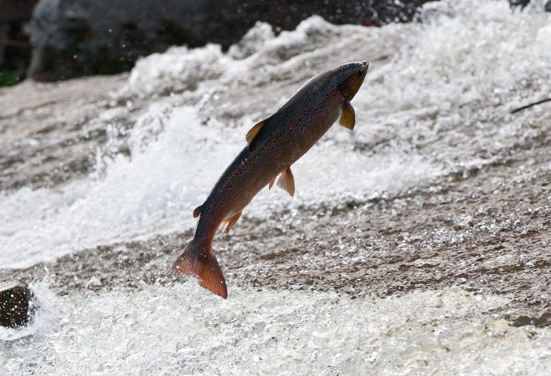 2024 Salmon & Sea Trout Report: Modest Gains in a Challenging Landscape