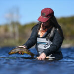 tay trout 1 150x150