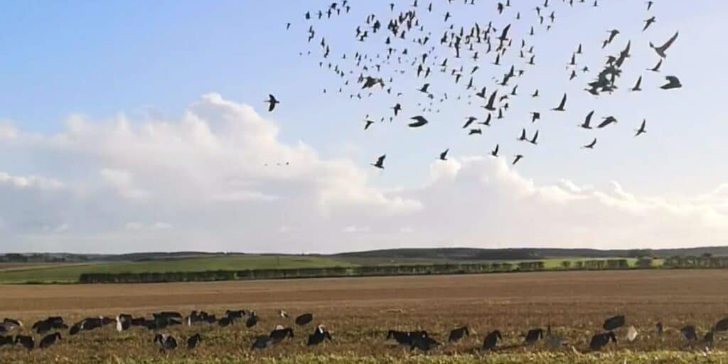 Goose & Duck Shooting with S.A.C. Shooting – Aberdeenshire