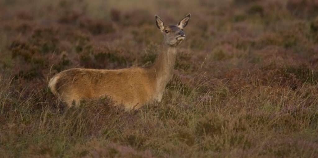 Red Deer Stalking at Ardchattan Estate West Coast Scotland