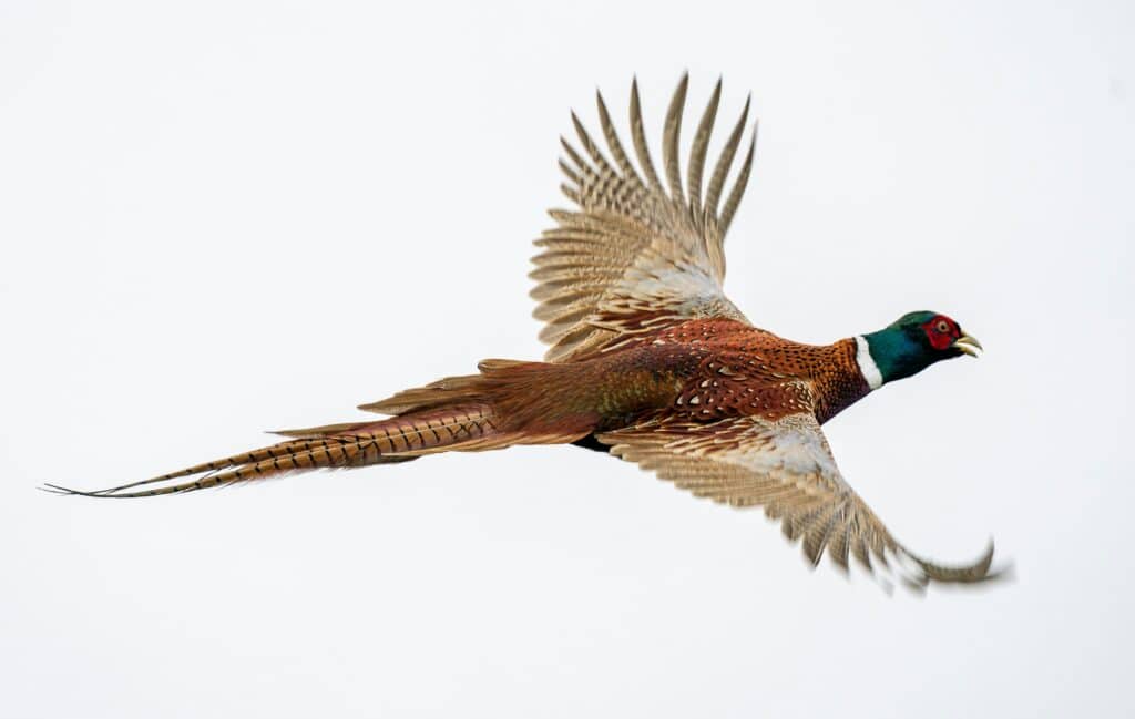 Driven Partridge & Pheasant Shooting in the Scottish Borders – Philiphaugh Estate