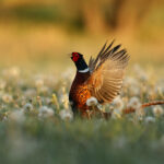 wild pheasant male nature habitat shy endangered animal close up european wildlife 150x150