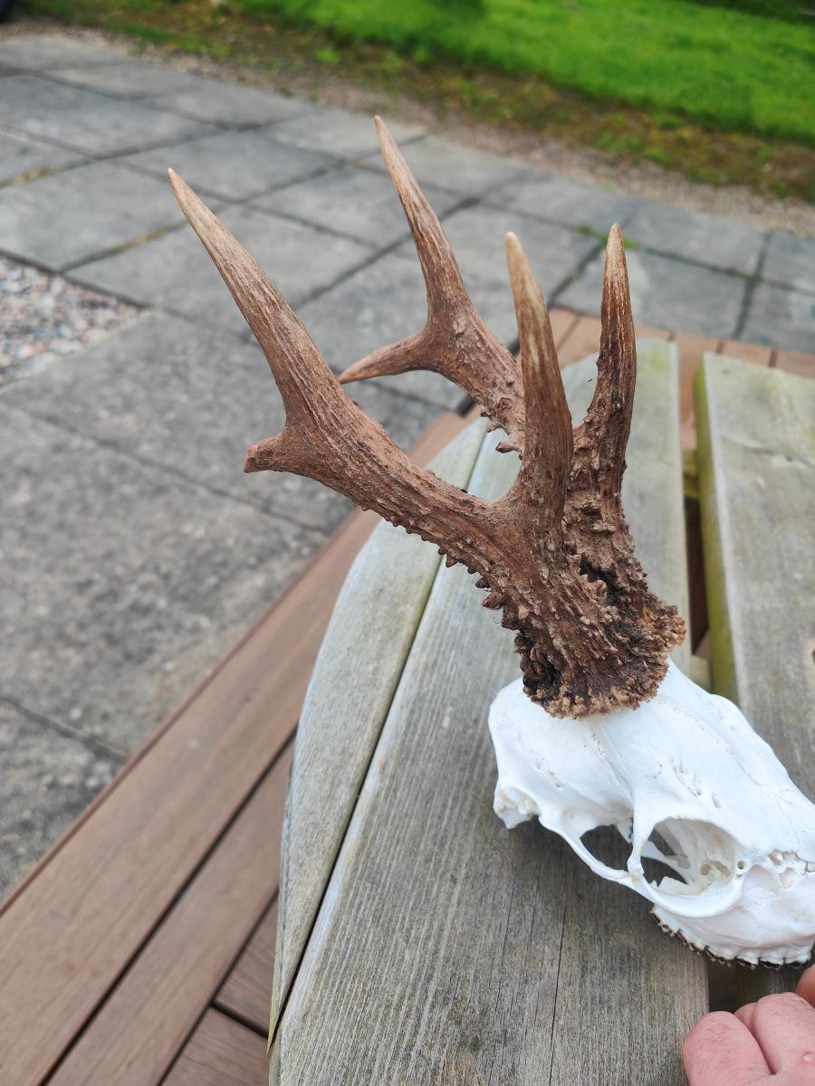 IMG20230520064536low