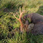 PXL 20250503 183312432low.PORTRAIT 150x150