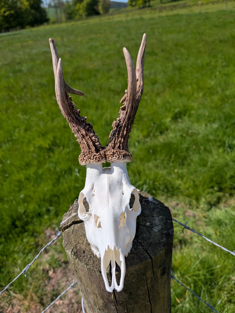 PXL 20250516 105515606low.MP