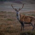 Stag Glenshero 150x150