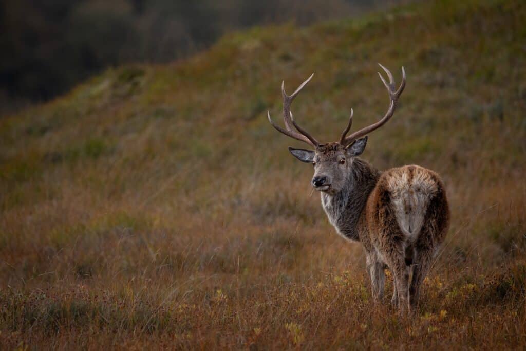 Last remaining Stalking Dates Available on JAHAMA Highland Estates