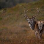 Stag Glenshero2 150x150