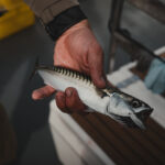 2025 Benmore Estate CSS Kirk Norbury 097 LOWRES 150x150