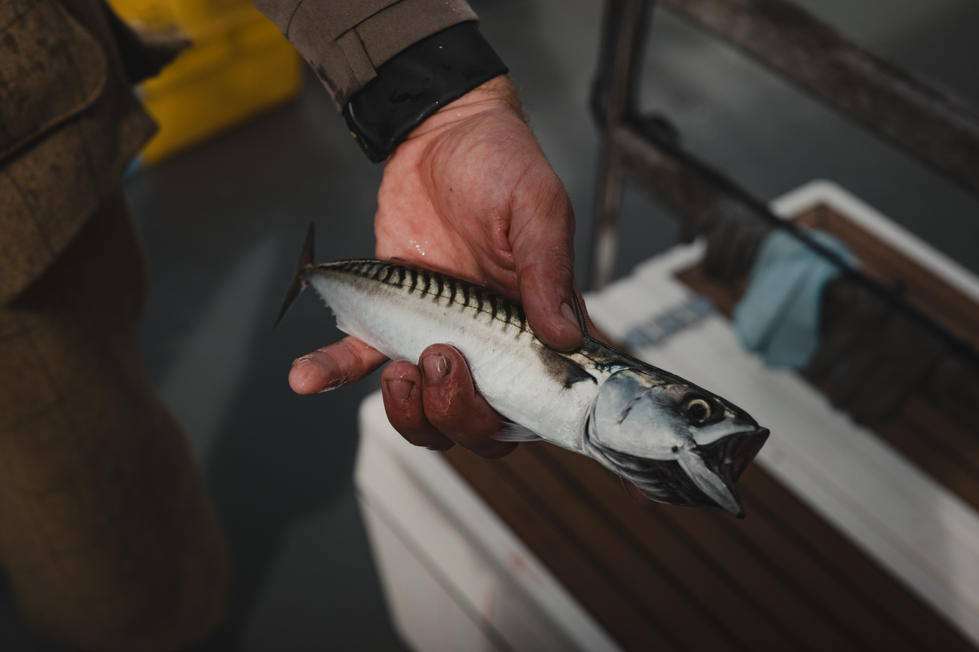 2025 Benmore Estate CSS Kirk Norbury 097 LOWRES