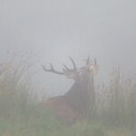 336A7FF5 1AF8 4E82 A875 691CED08AC13 4 5005 c 150x150